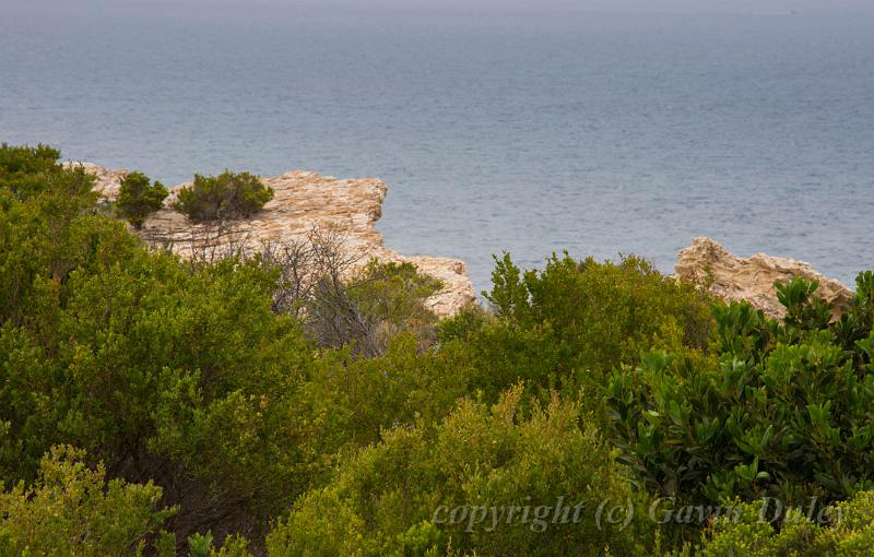 Cliff tops, Barwon Heads IMGP4417.jpg